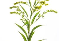 Solidago